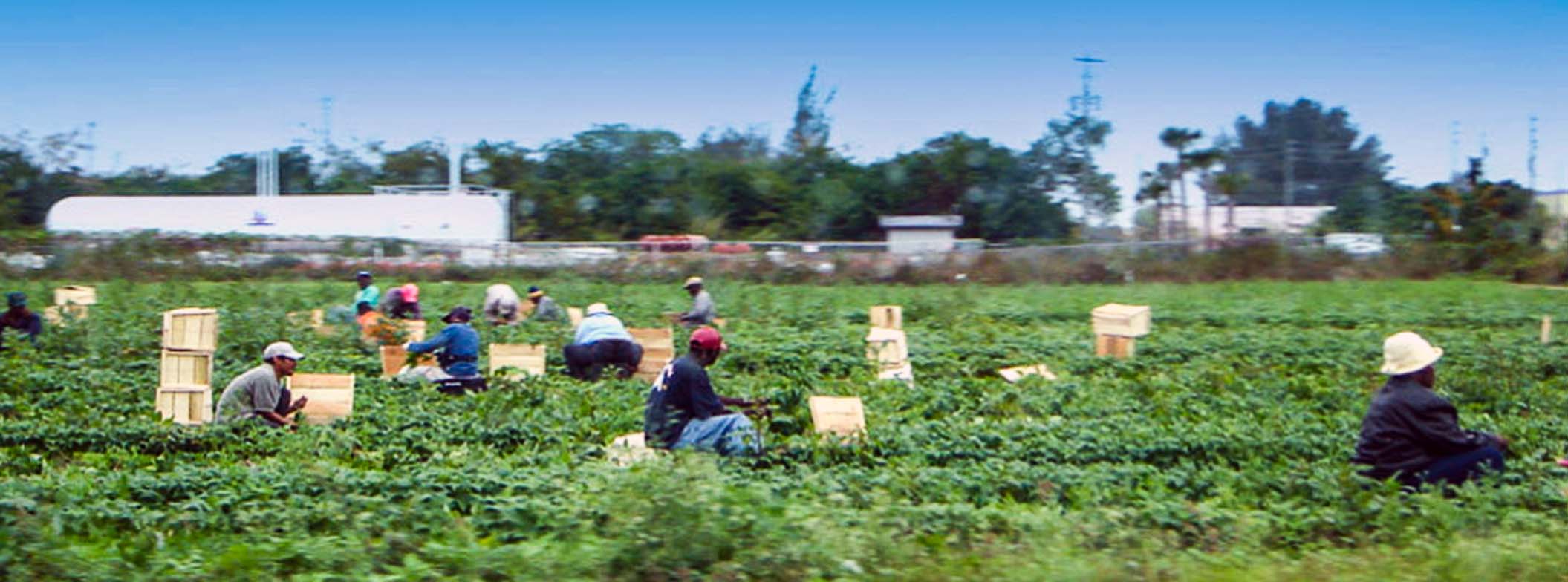 Membership - The Farmworker Association of Florida, Inc.