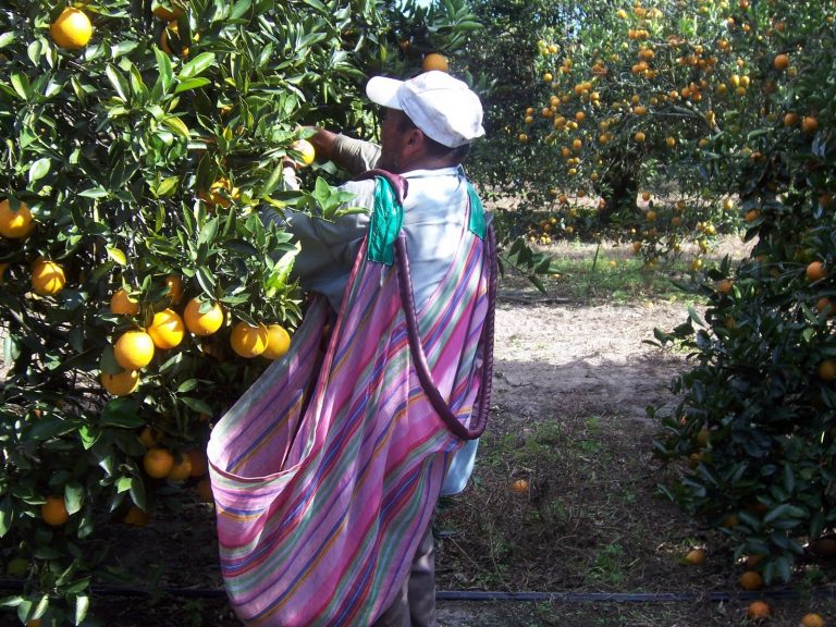 citrus worker