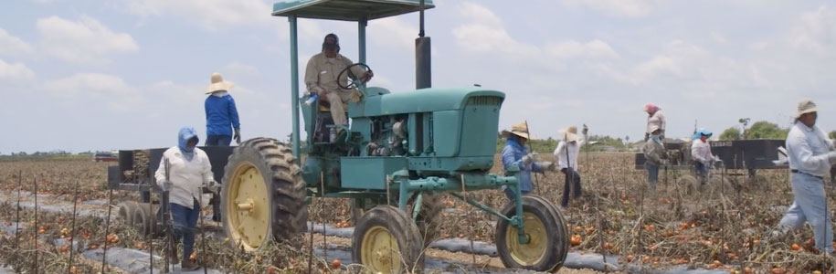 Farmworkers on a tractor