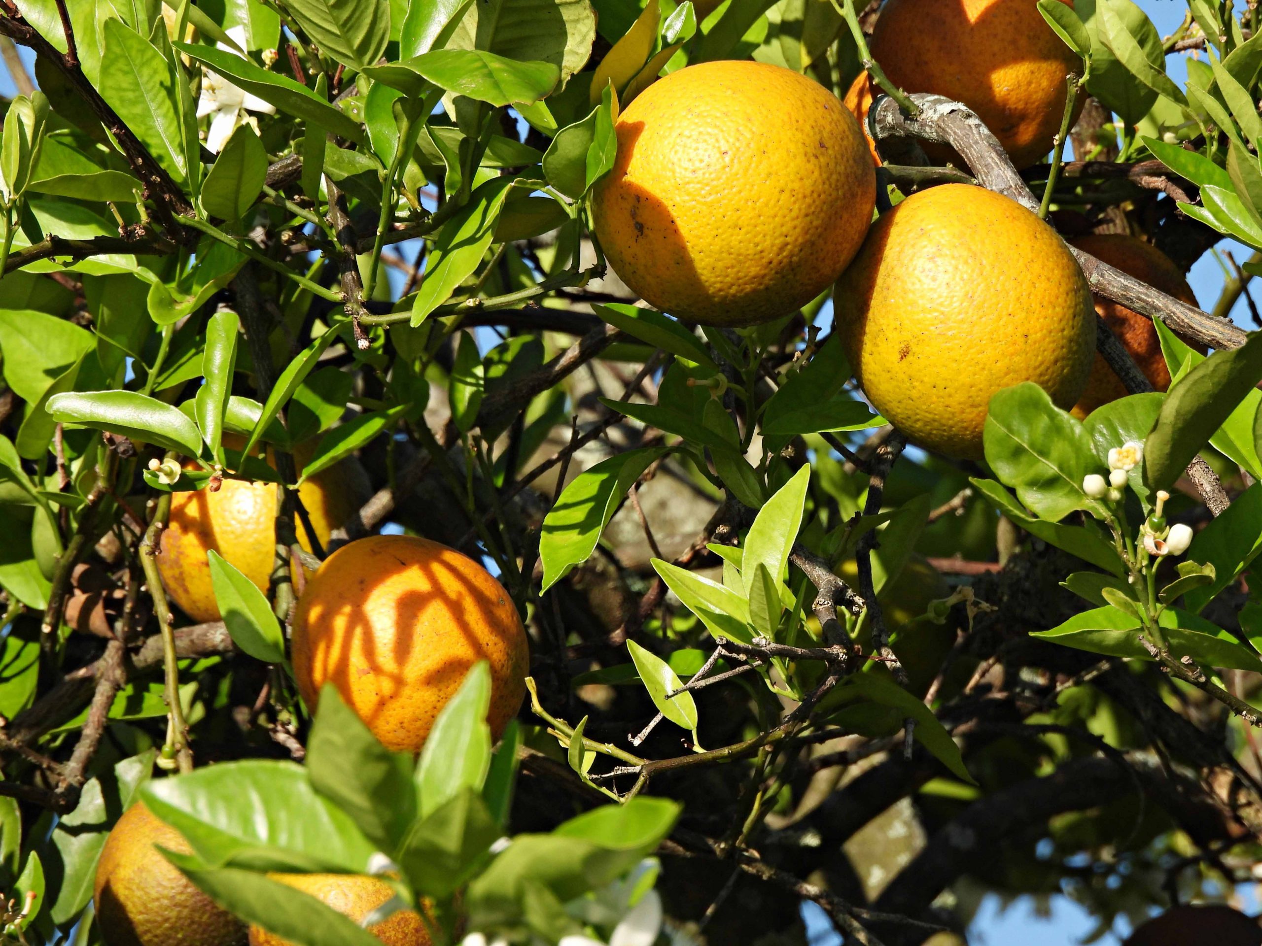 Citrus Groves